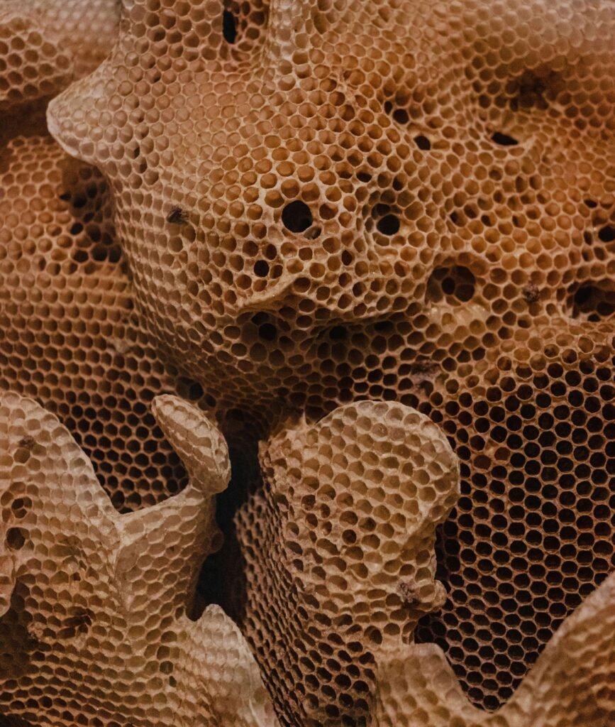 Close-up image of golden honeycombs full of fresh honey, illustrating natural beekeeping.