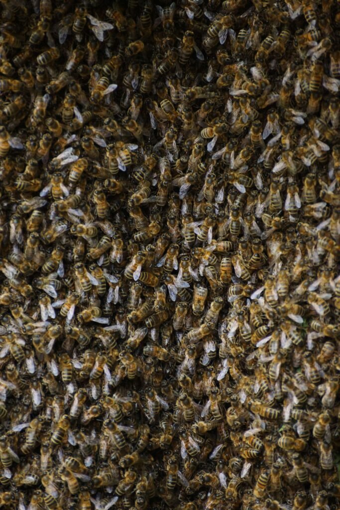 Busy bees swarming around a honeycomb, highlighting the bustling activity of a healthy beehive.