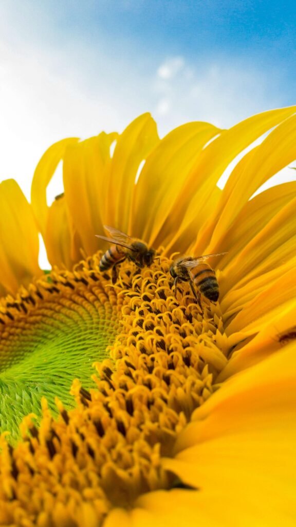 Close-up of bees pollinating a vibrant yellow flower, capturing the natural interaction essential for honey production.